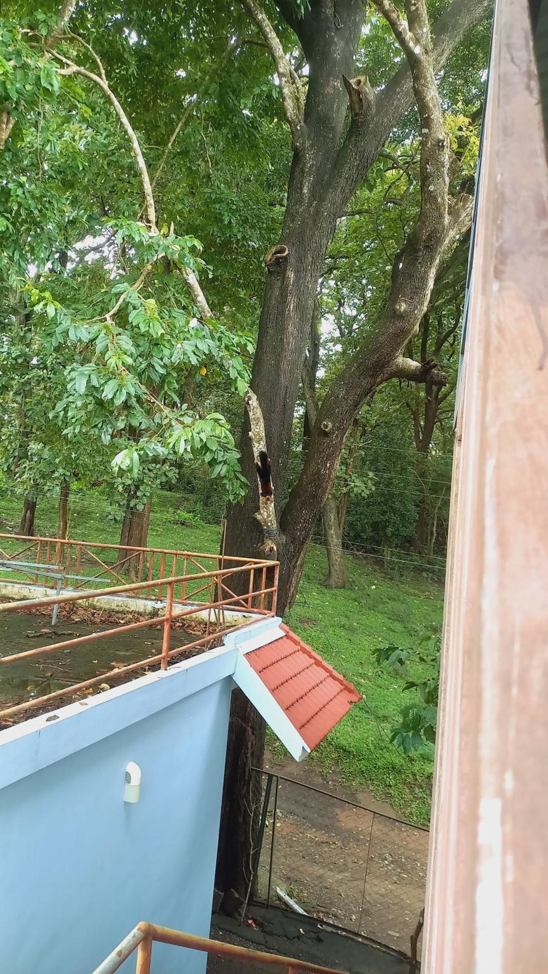 Wild Window - Forest View Homestay Thekkady Luaran gambar